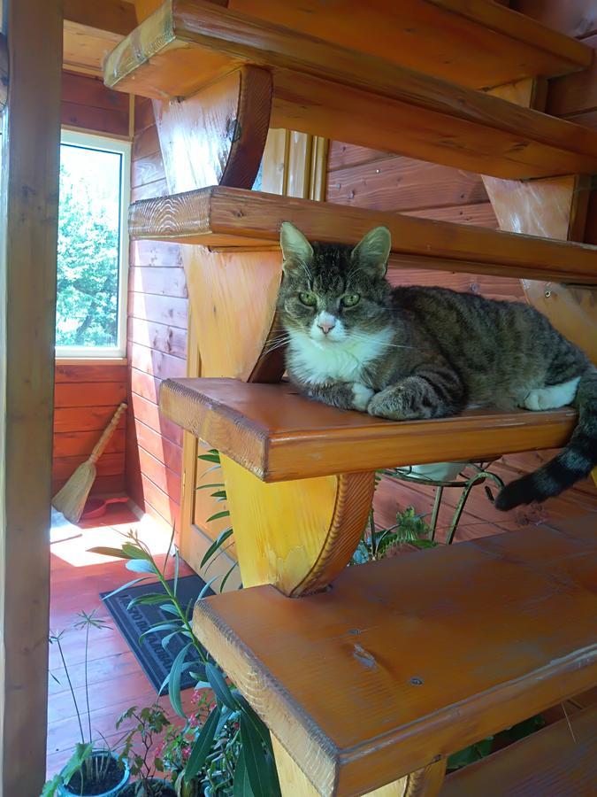 Котедж "Барвінок" Verkhovyna Luaran gambar
